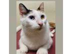 Adopt Goldie a Turkish Van, Calico