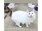 Adopt Maru a Maine Coon, Domestic Long Hair