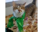 Adopt Marbles a Domestic Short Hair