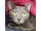 Adopt Lilliana a Domestic Short Hair