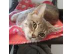 Adopt Adaline a Domestic Short Hair