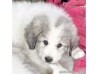 Adopt Tundra in OH - Cuddly, Spunky & Fun! a Great Pyrenees