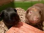 Adopt Penelope and Princess Peanut Bonded Pair a Guinea Pig
