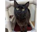 Adopt Anneliese a Domestic Short Hair