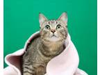 Adopt Maeve (Boned pair with Fionn) a Domestic Short Hair, Tabby