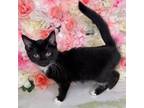 Adopt Mary Margaret a Domestic Short Hair