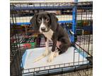 Adopt Keisha a Border Collie, Beagle