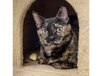 Adopt MAPLE a Tortoiseshell