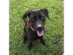 Adopt Jasmin a Labrador Retriever