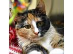 Adopt Reign a Domestic Short Hair