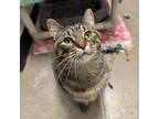 Adopt Lou Lou a Domestic Short Hair