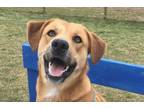 Adopt Ruby the Red Dog a Retriever, Shepherd