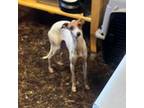 Italian Greyhound Puppy for sale in Christiana, TN, USA