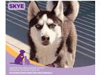 Adopt Skye a Siberian Husky