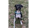 Adopt Gracie a Boxer, Pit Bull Terrier