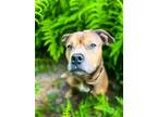 Adopt Penny a Pit Bull Terrier, Mixed Breed