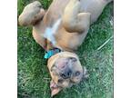 Adopt Penny a Pit Bull Terrier, Mixed Breed