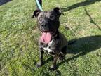 Adopt Misty a Pit Bull Terrier, Mixed Breed