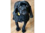 Adopt Henrietta a Cocker Spaniel