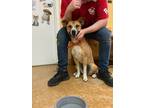 Adopt Callie a Shepherd, Collie