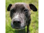 Adopt ALLISON a Mixed Breed