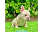 Tank (Platinum French Bulldog)