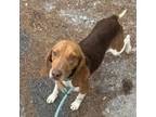 Adopt Rory @Foster a Beagle