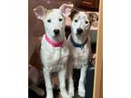 Adopt Jazzy Jill - CP a Hound, Jack Russell Terrier