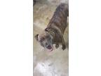 Adopt Ellie a Pit Bull Terrier