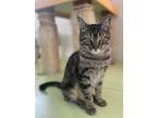 Adopt Buffy a Domestic Short Hair