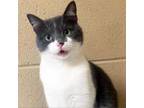Adopt Willow Branch a Domestic Short Hair