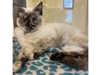 Adopt Sarah Beth a Siamese, Domestic Short Hair