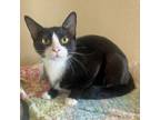 Adopt Nelly a Domestic Short Hair
