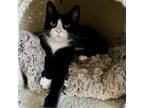 Adopt Nelly a Domestic Short Hair