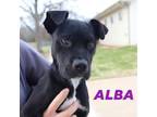 Adopt Alba a Pit Bull Terrier