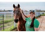 Adopt Jenny a Saddlebred, Arabian