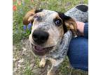 Adopt Blinky a Australian Cattle Dog / Blue Heeler, Hound