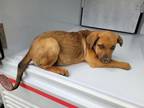 Adopt GINGER a Rhodesian Ridgeback