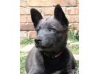 Adopt TIPSY a Australian Cattle Dog / Blue Heeler, Labrador Retriever