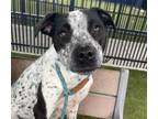 Adopt TINY T a Australian Cattle Dog / Blue Heeler