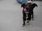 Adopt MELODY a Border Collie, Mixed Breed