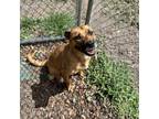 Adopt Josie a Black Mouth Cur