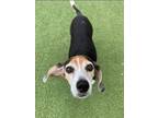 Adopt SHMIEGEL a Beagle