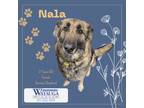 Adopt Nala a German Shepherd Dog