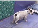 Adopt MELINA a Boston Terrier, Mixed Breed