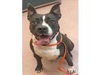 Adopt BELLA a Staffordshire Bull Terrier