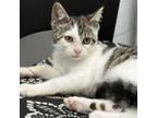 Adopt Kimber a Domestic Short Hair