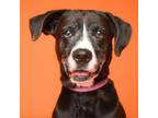 Adopt Bella a Labrador Retriever