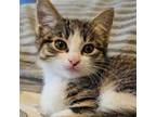 Adopt Calamity Jane (Billy the Kid) a Domestic Short Hair