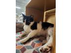 Adopt Kamy a Domestic Short Hair